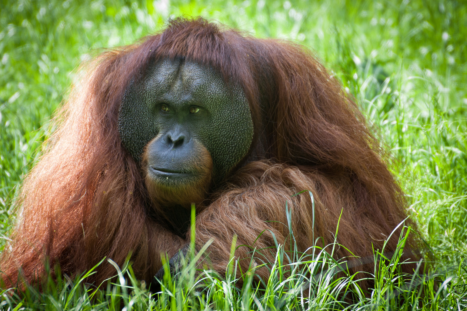 Orang Utan