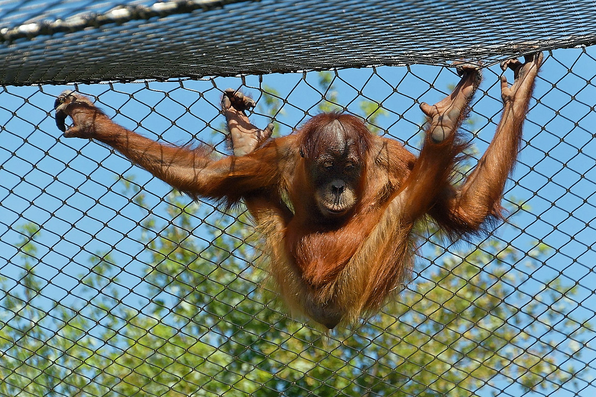 Orang Utan