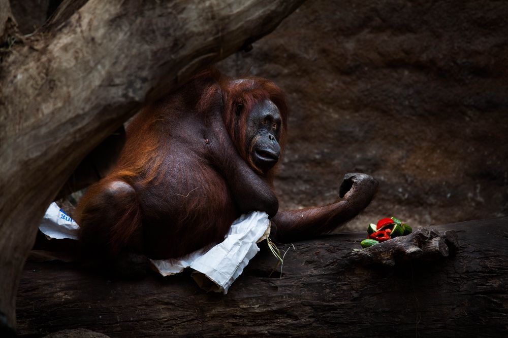 Orang Utan von sefihk 