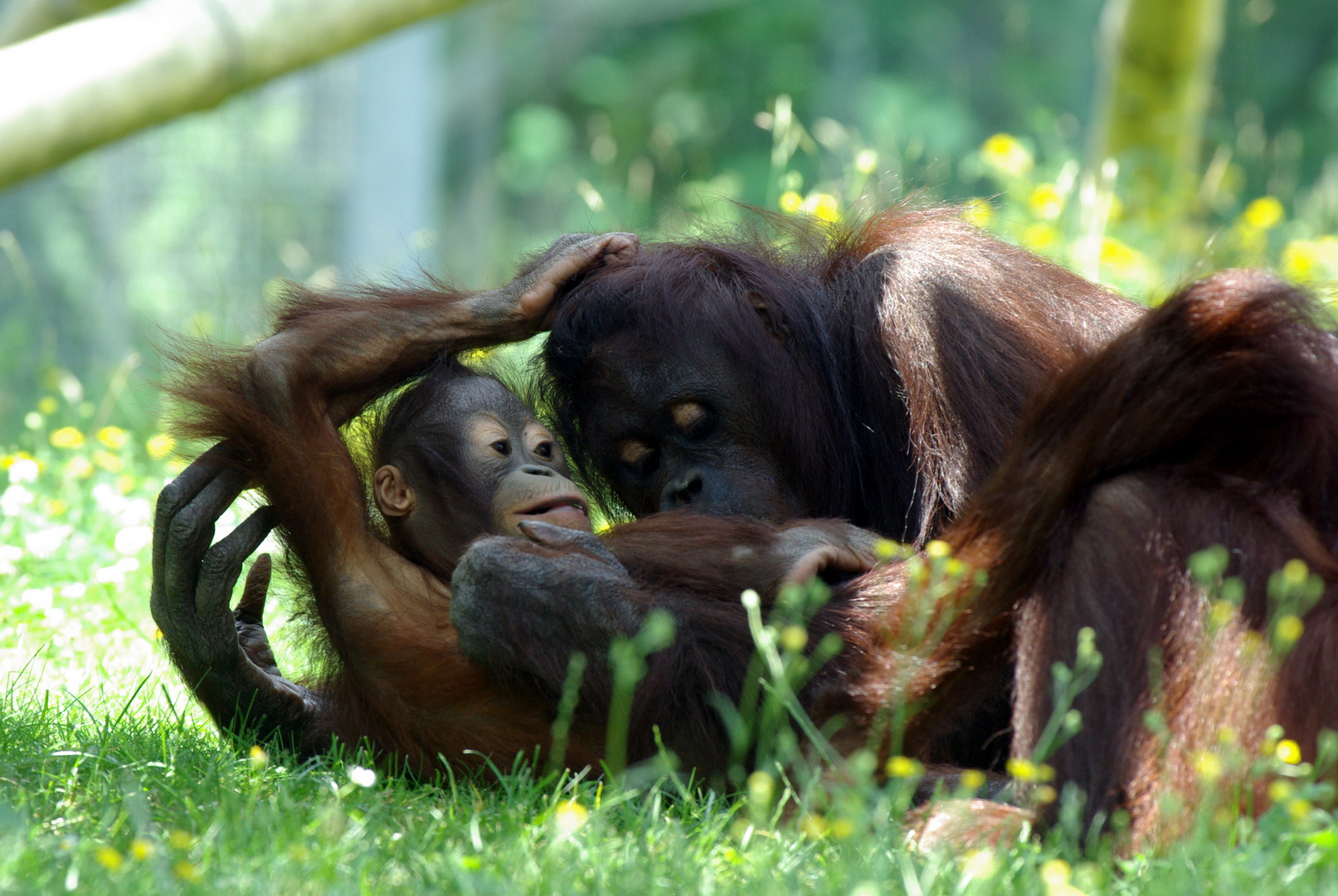 Orang Utan