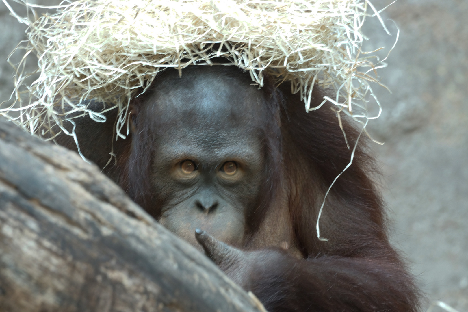 Orang Utan