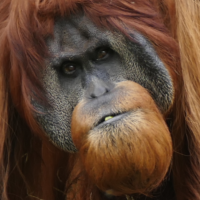 Orang-Utan