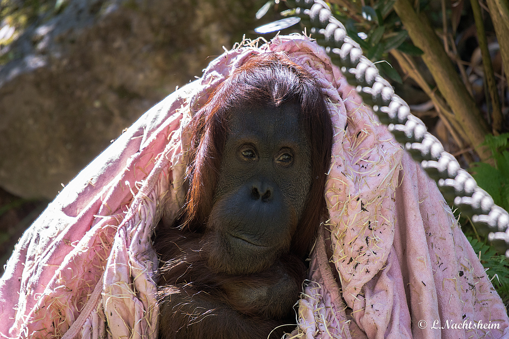Orang Utan Foto & Bild | tiere, zoo, wildpark & falknerei, säugetiere Bilder auf fotocommunity