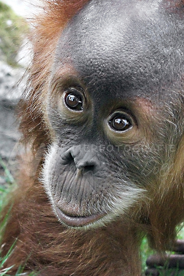 Orang Utan "Dalai" Zoo Dresden