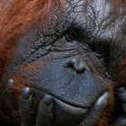 Orang-Utan Dame