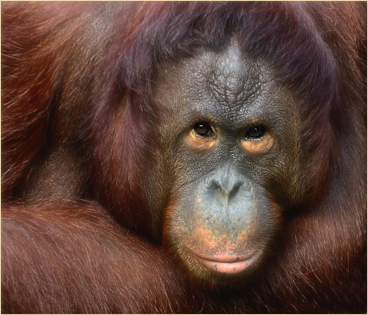 Orang-Utan-Dame "Lea"