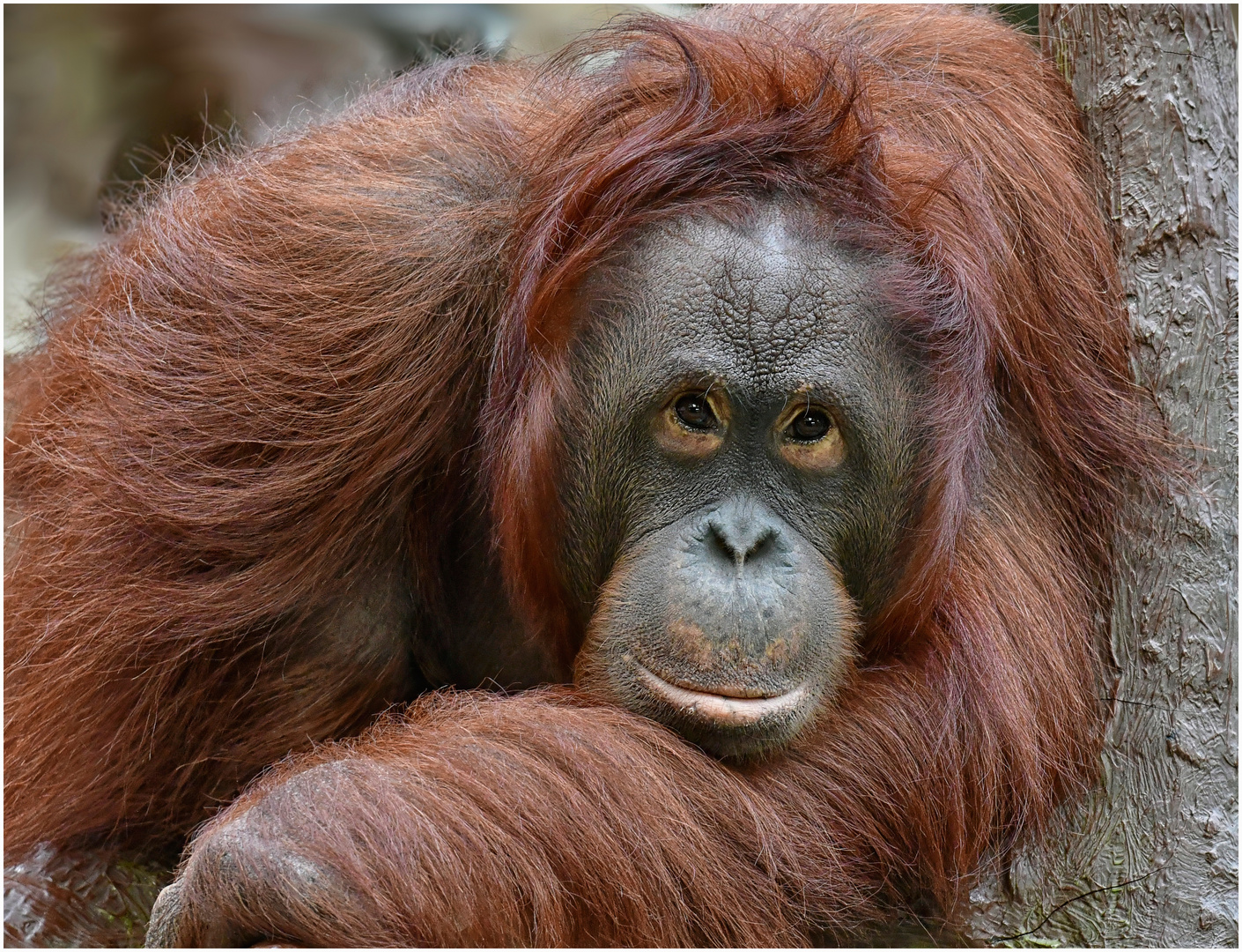 Orang Utan Dame Lea Foto Bild Tiere Zoo Wildpark Falknerei Saugetiere Bilder Auf Fotocommunity