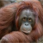 Orang-Utan-Dame "Lea" 