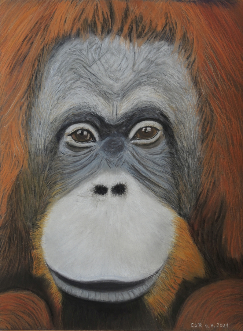 Orang-Utan-Dame - mit Pastellkreide gemalt