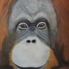 Orang-Utan-Dame - mit Pastellkreide gemalt