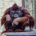 Orang-Utan. Dame oder Männchen ?