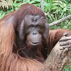 Orang Utan Darwineum Zoo Rostock