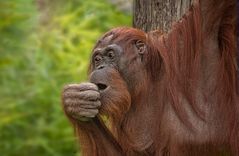 Orang Utan