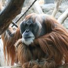 Orang - Utan