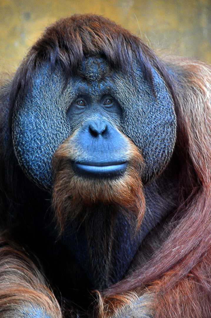 Orang-Utan