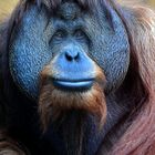 Orang-Utan