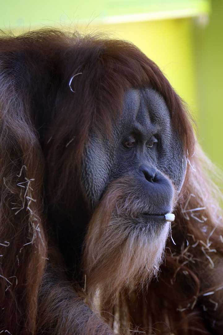 Orang-Utan - Der Denker -