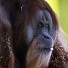 Orang-Utan - Der Denker -