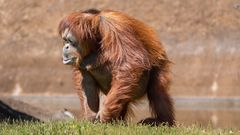 Orang-Utan, der Waldmensch