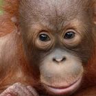 Orang Utan - der Waldmensch - in Kota Kinabalu, Sabah, Borneo,Malaysia