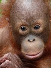 Orang Utan - der Waldmensch - in Kota Kinabalu, Sabah, Borneo,Malaysia