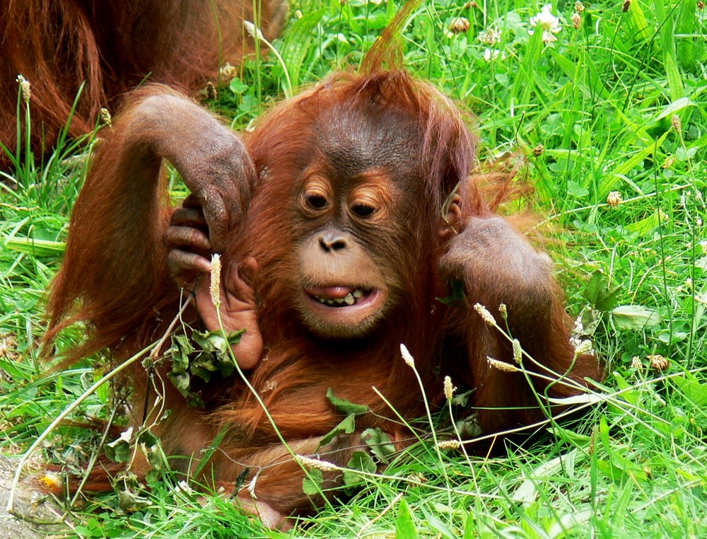 Orang-Utan