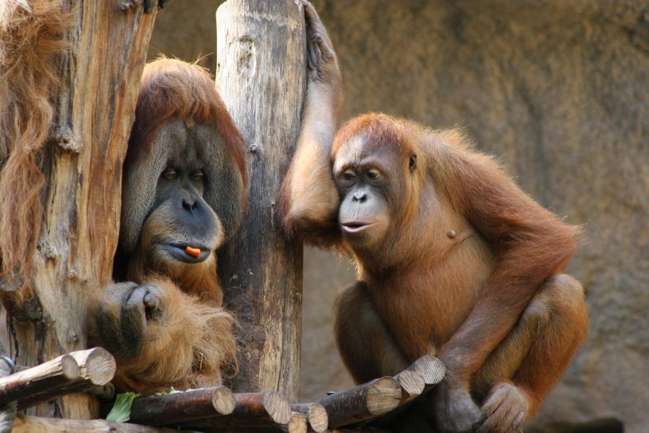 Orang Utan Duo