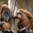 Orang Utan Duo