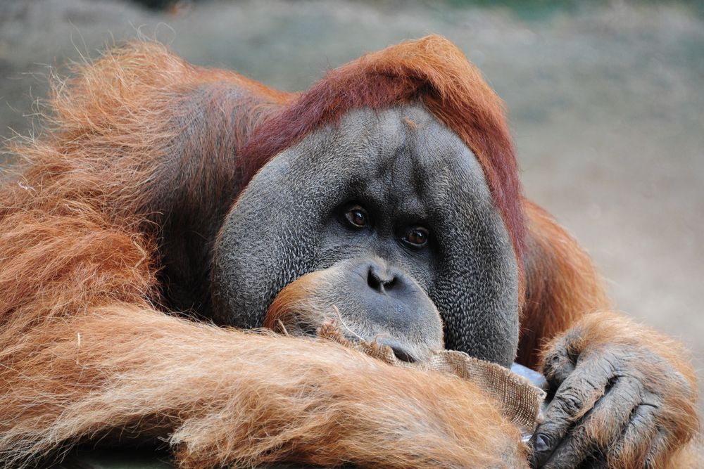  Orang  Utan Foto  Bild tiere augen zoo Bilder auf 