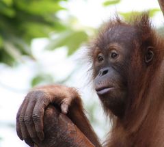 Orang Utan