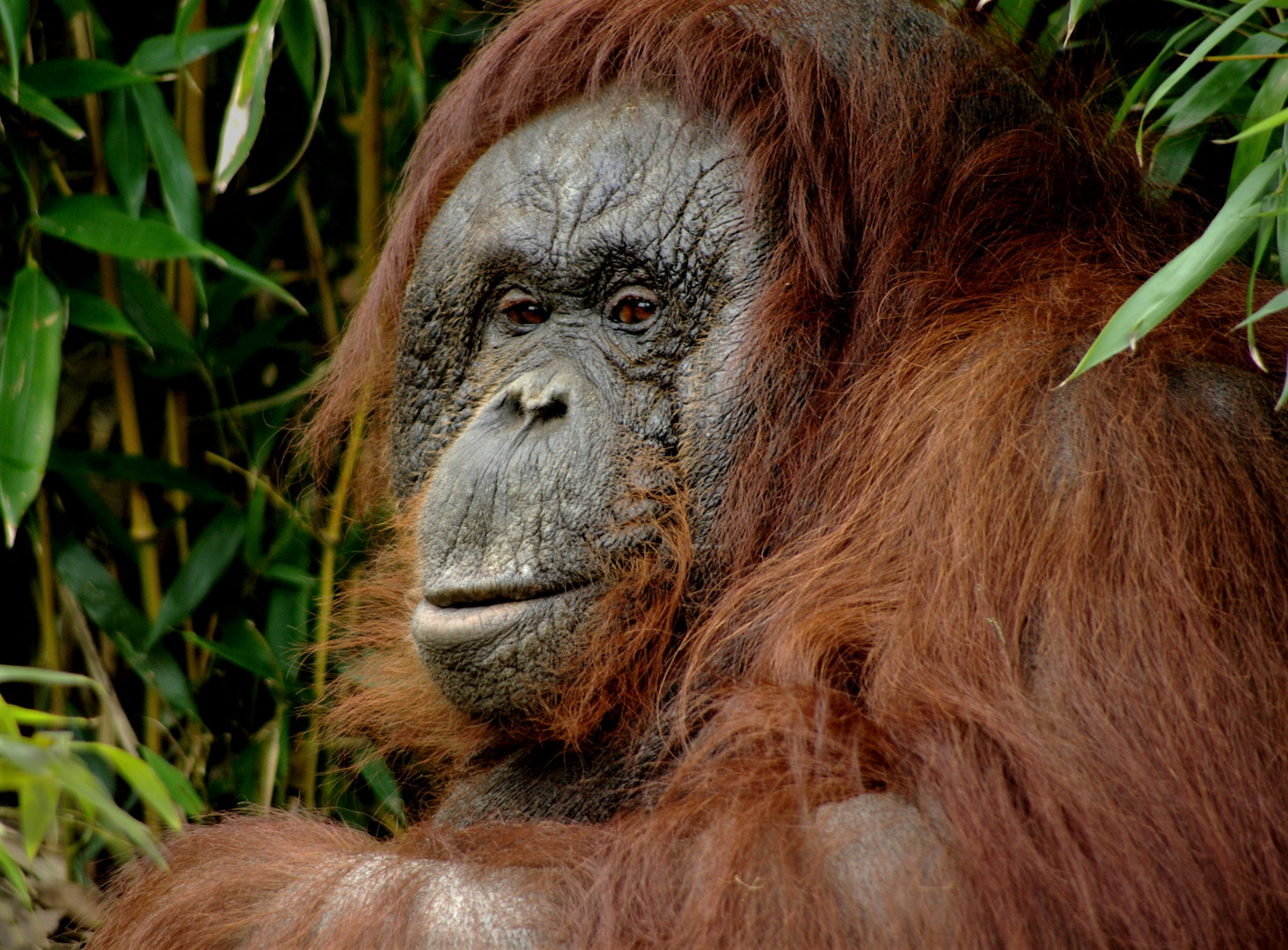 Orang Utan.... Foto & Bild natur, münster, zoo Bilder auf