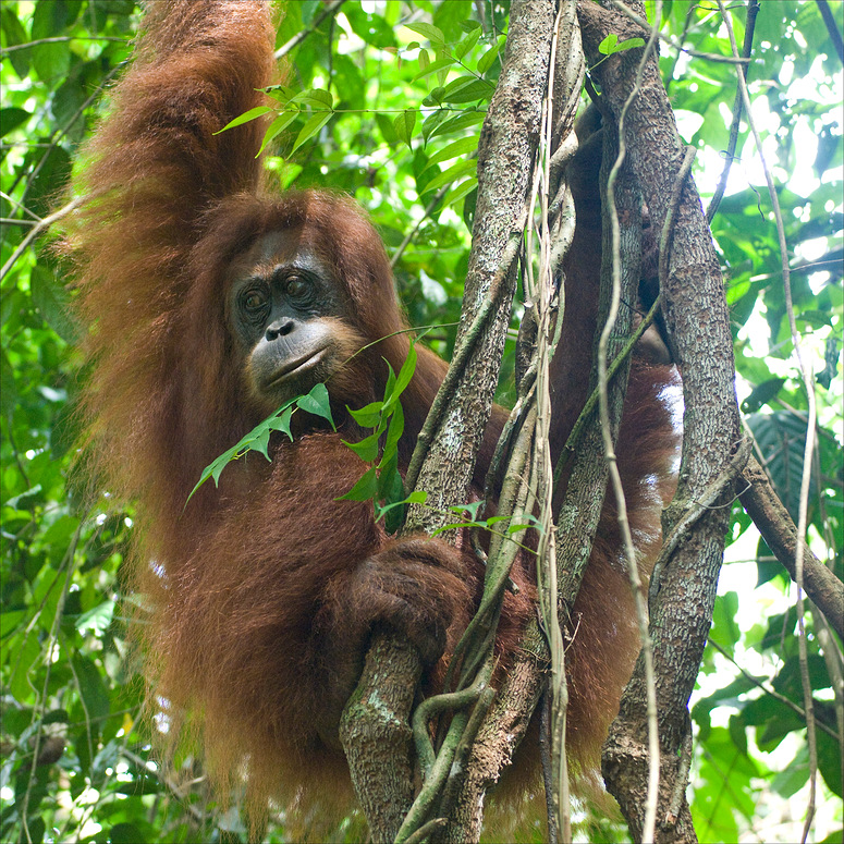 [ Orang Utan ]