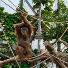 Orang Utan