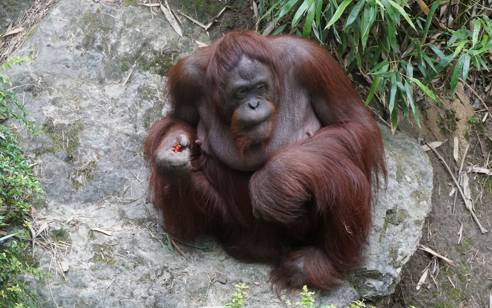 Orang Utan