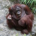 Orang Utan