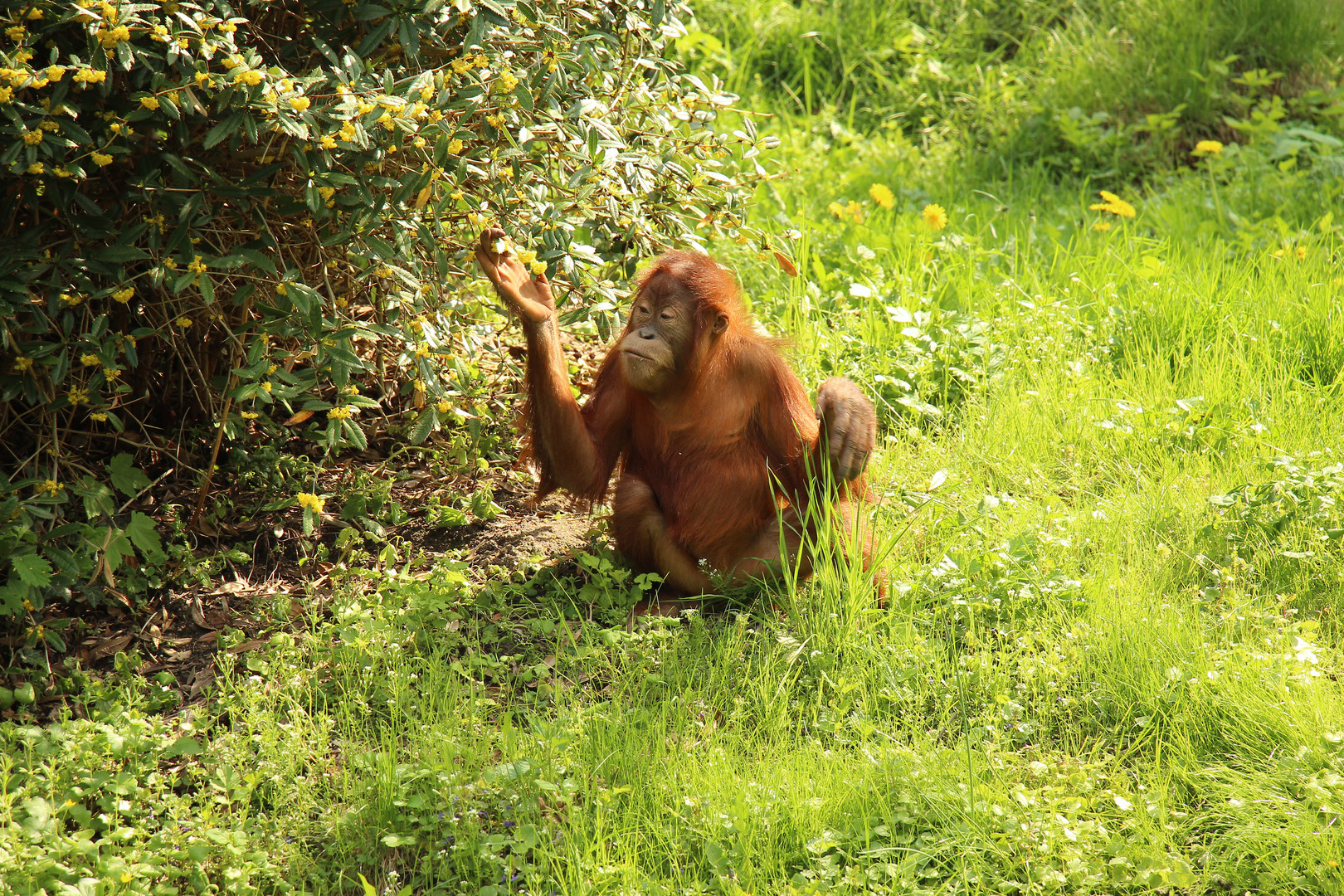 Orang-Utan