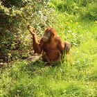 Orang-Utan