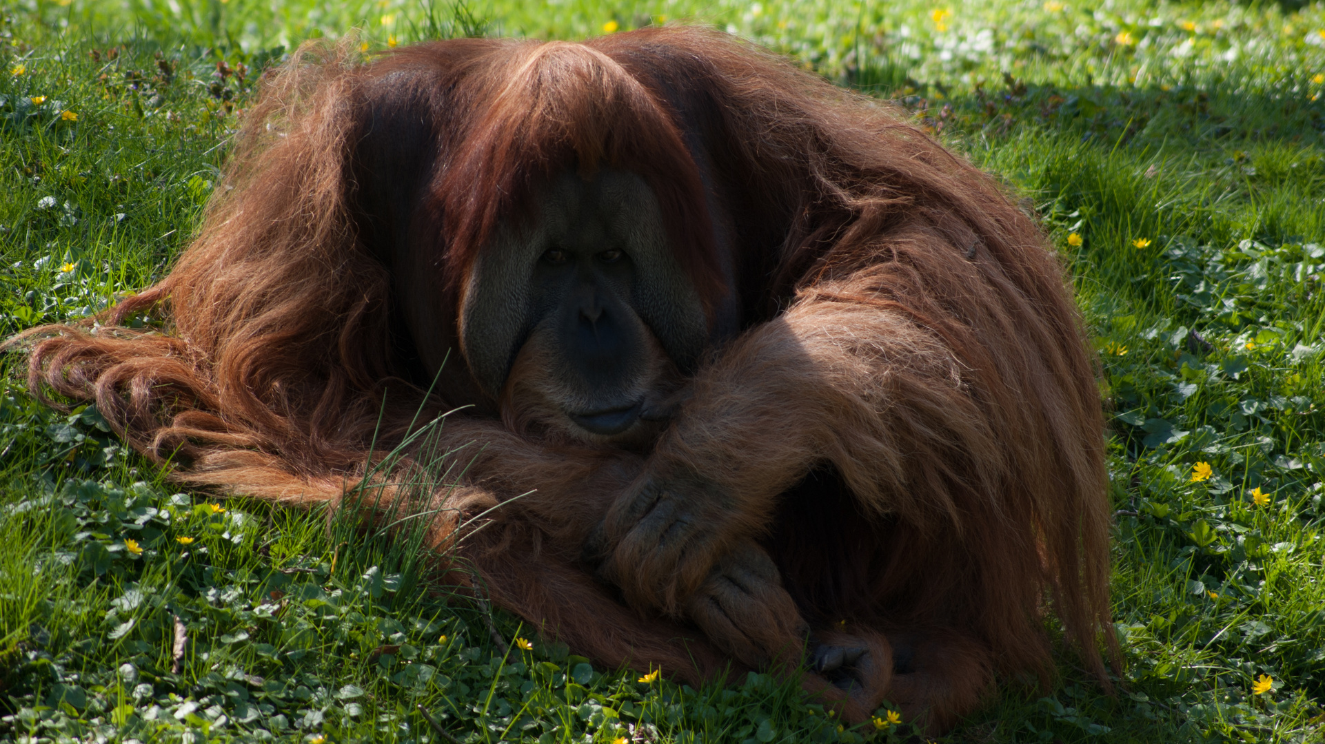 Orang Utan