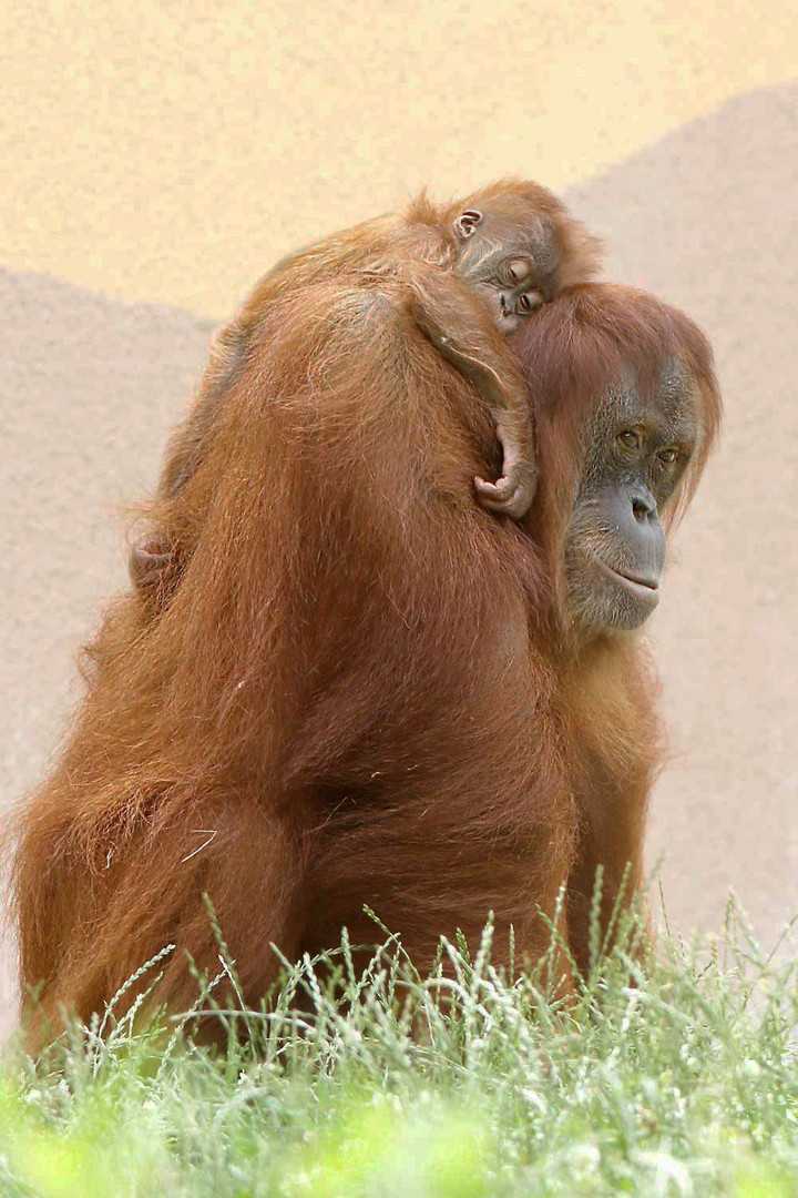 Orang-Utan