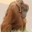 Orang-Utan