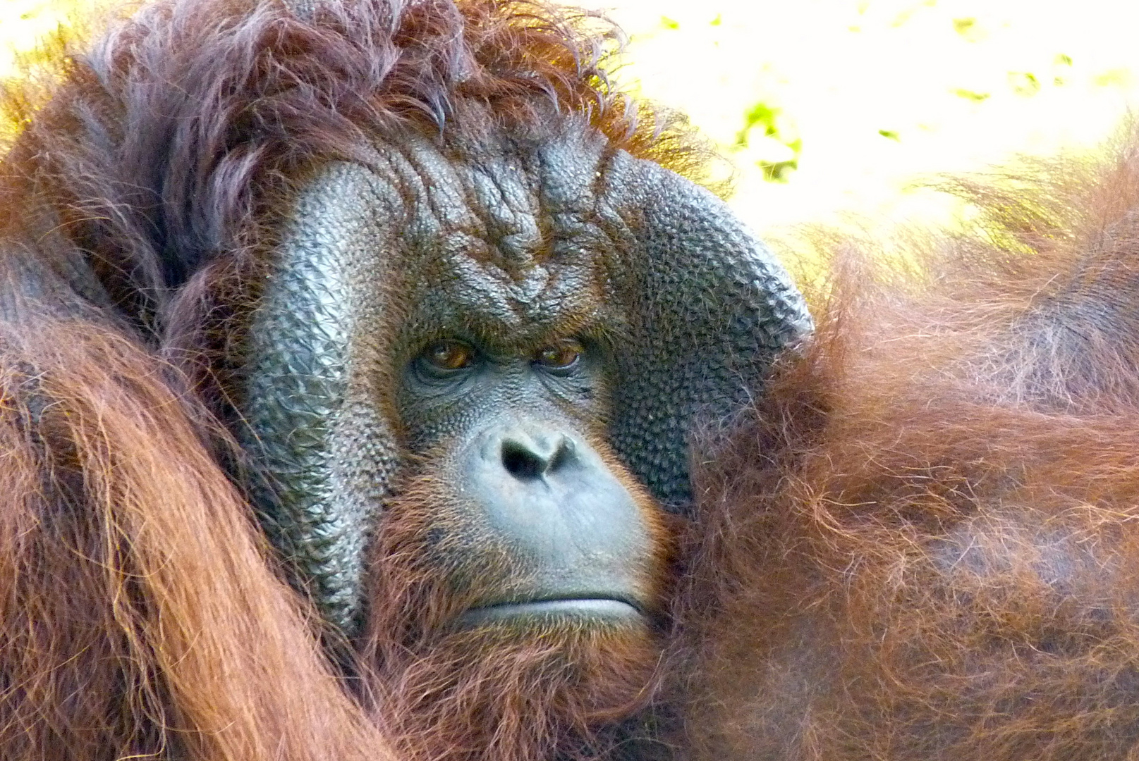 orang utan