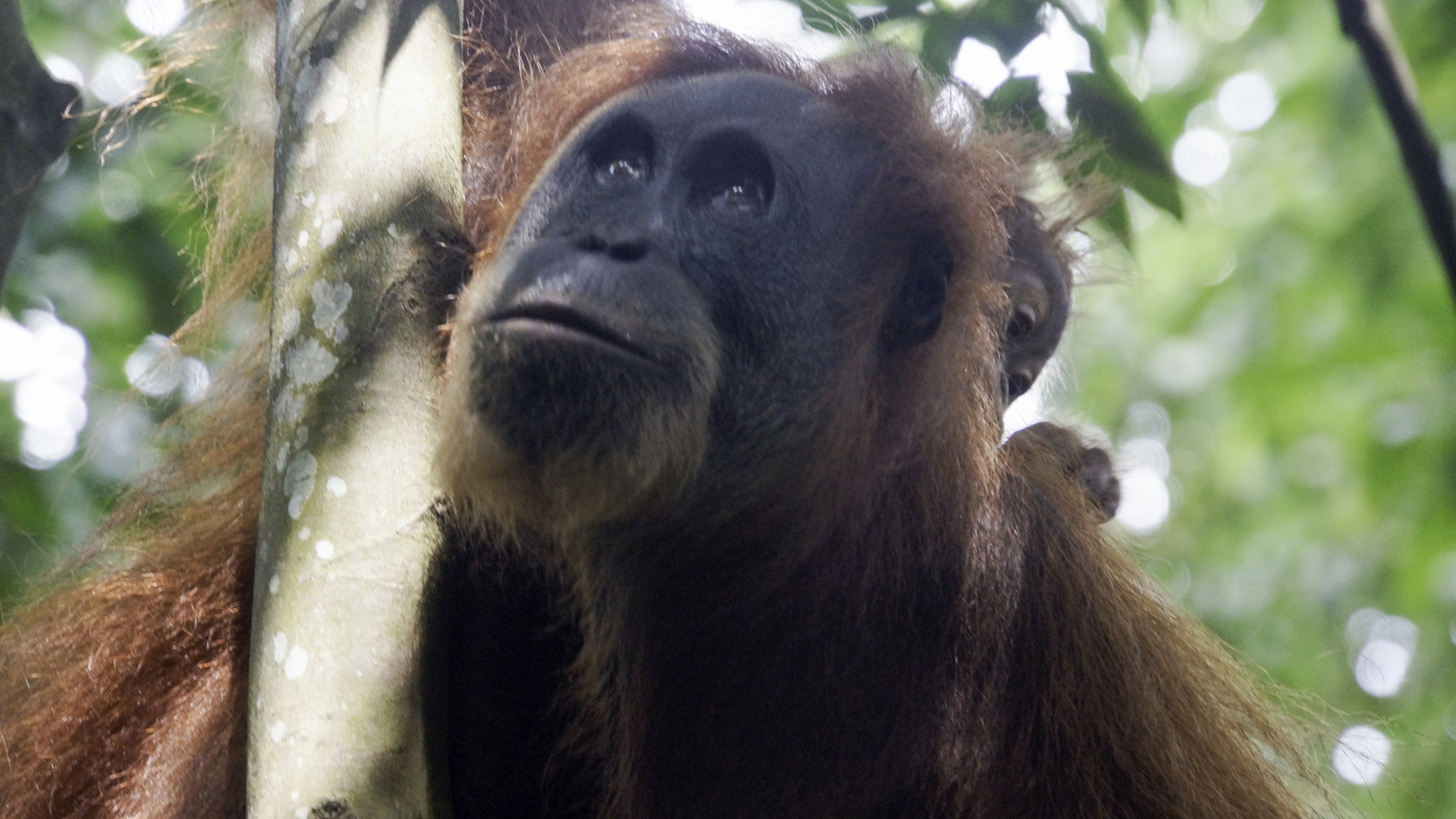 Orang Utan