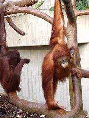 Orang Utan Familie