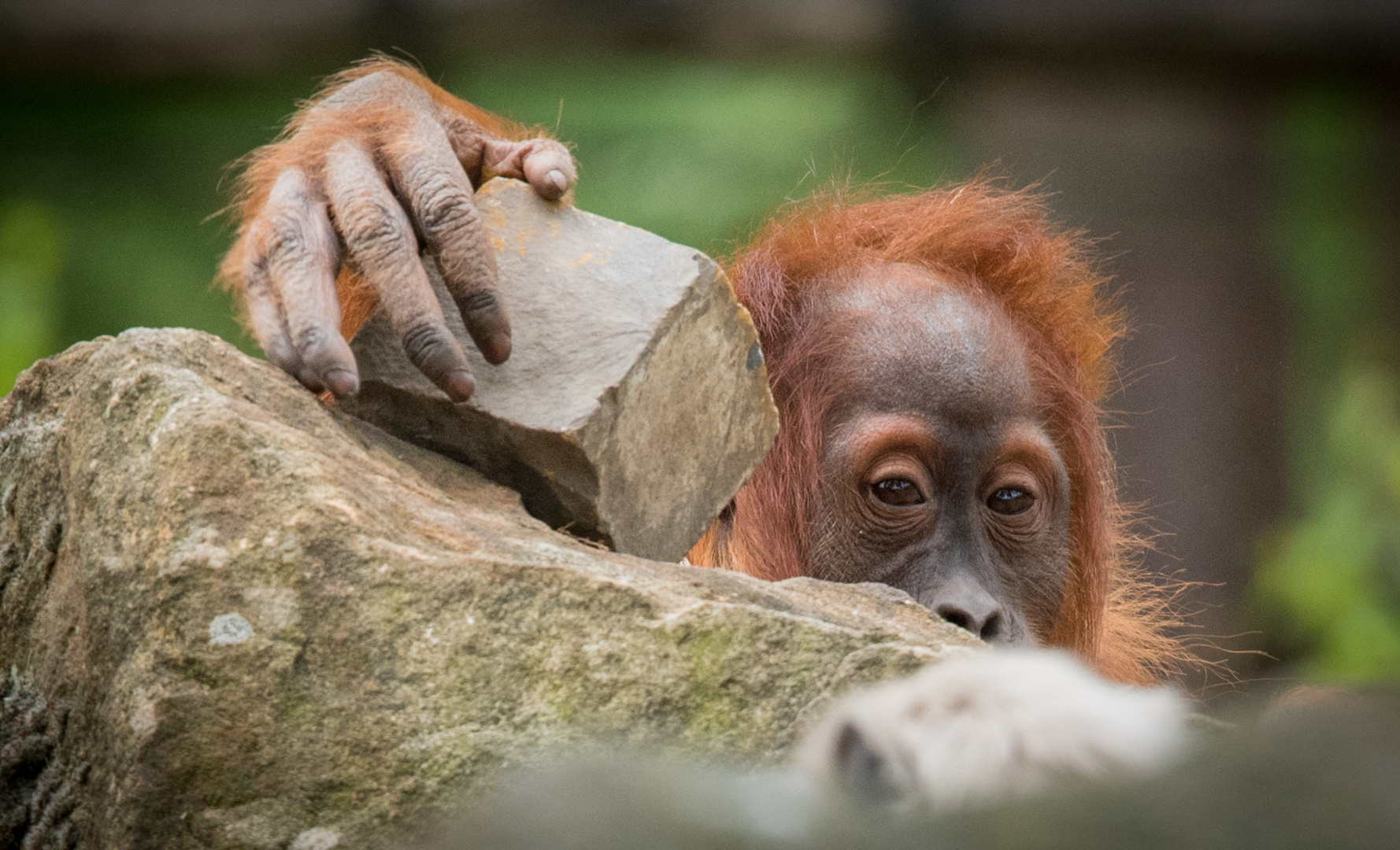 Orang-Utan