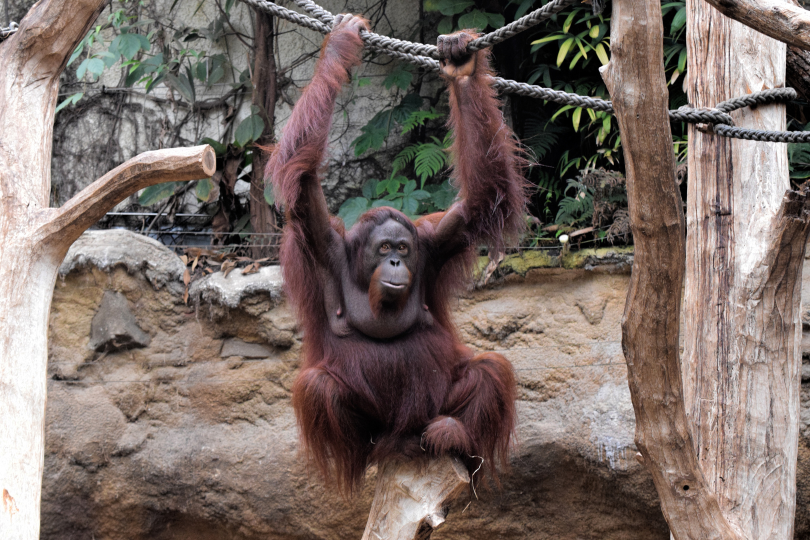 Orang Utan