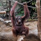 Orang Utan