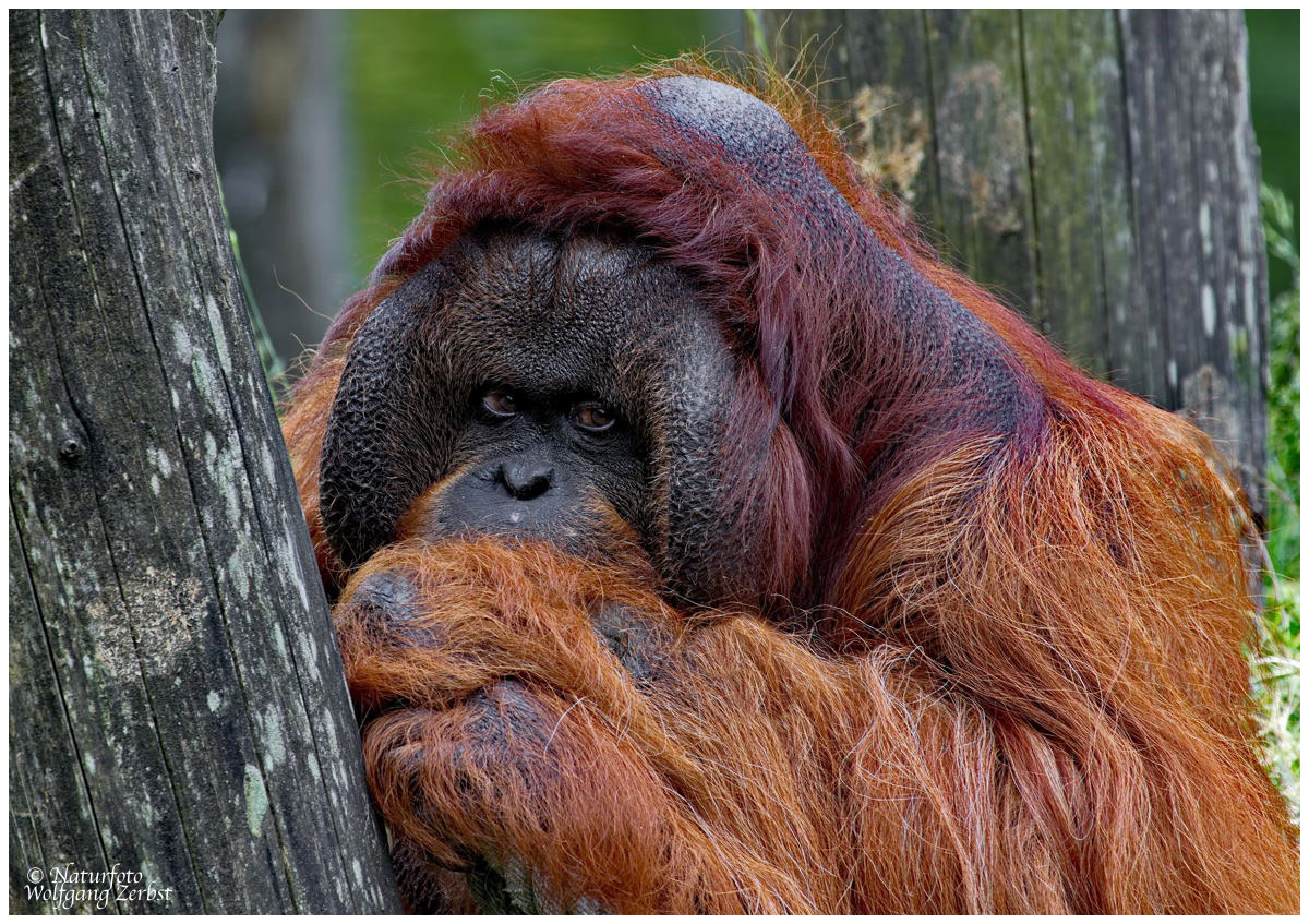 --- Orang-Utan ---