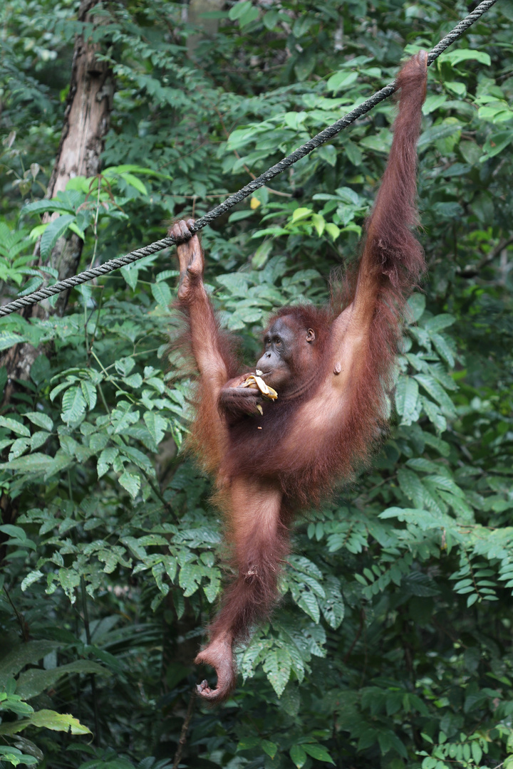 Orang Utan - Futterstelle