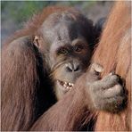 Orang Utan *grin*