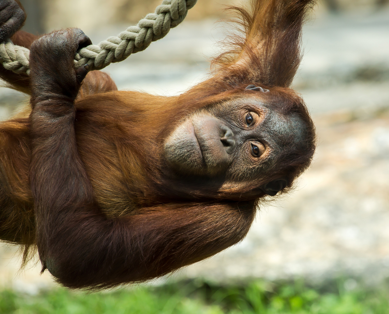 orang utan ...."gut abgehängt"